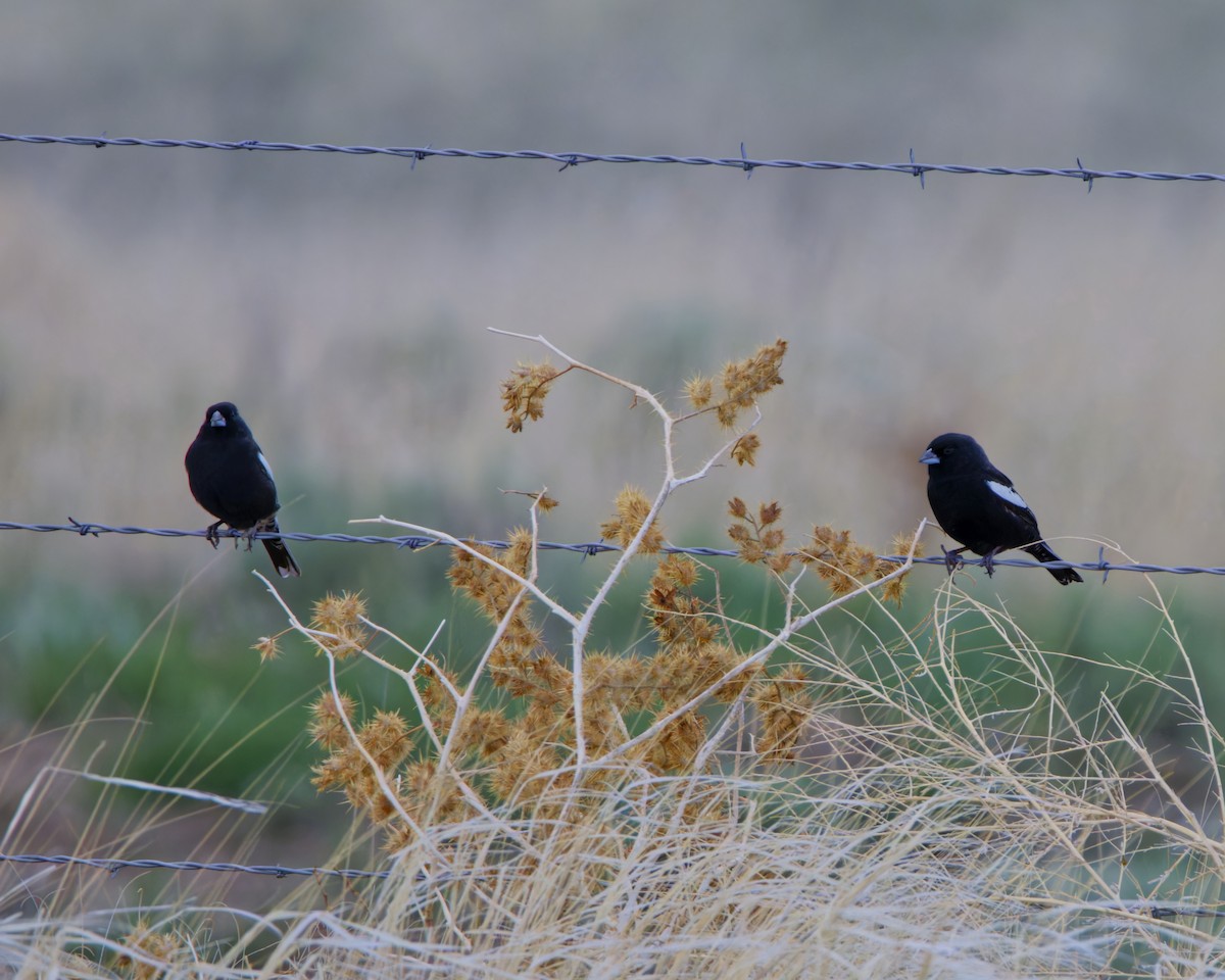 Lark Bunting - ML633826424