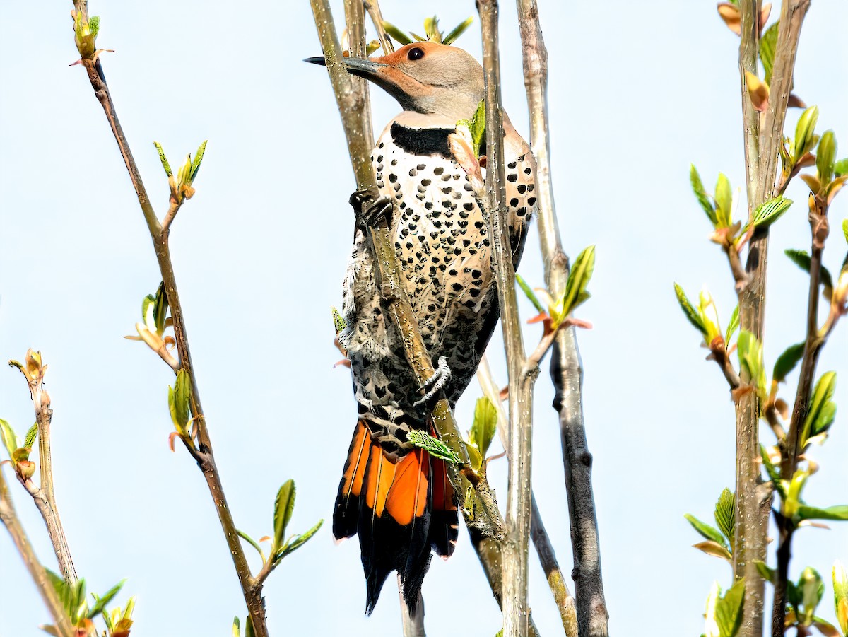 Northern Flicker (Red-shafted) - ML633826518