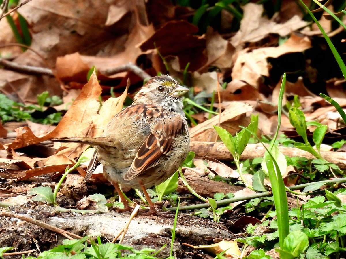 White-throated Sparrow - ML633826570