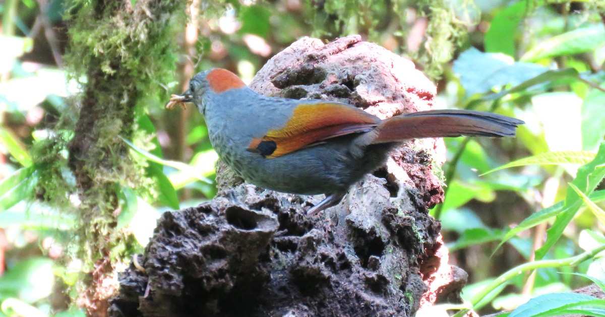 Golden-winged Laughingthrush - ML633826591