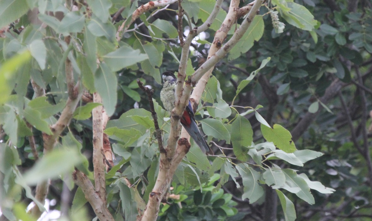 Northern Rosella - ML633826597