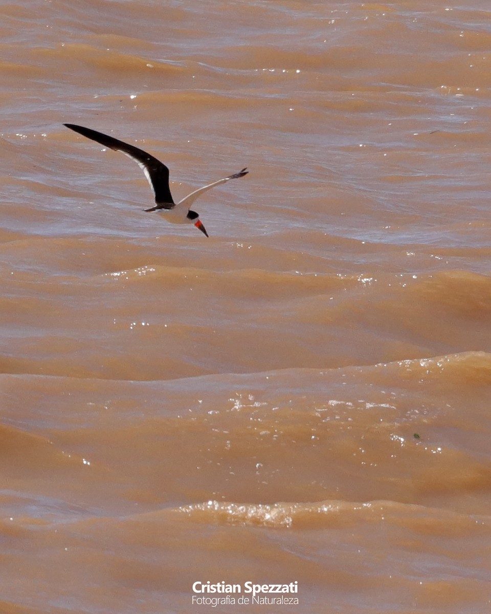 Black Skimmer - ML633826695