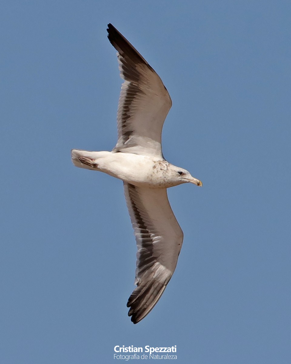 Kelp Gull - ML633826708