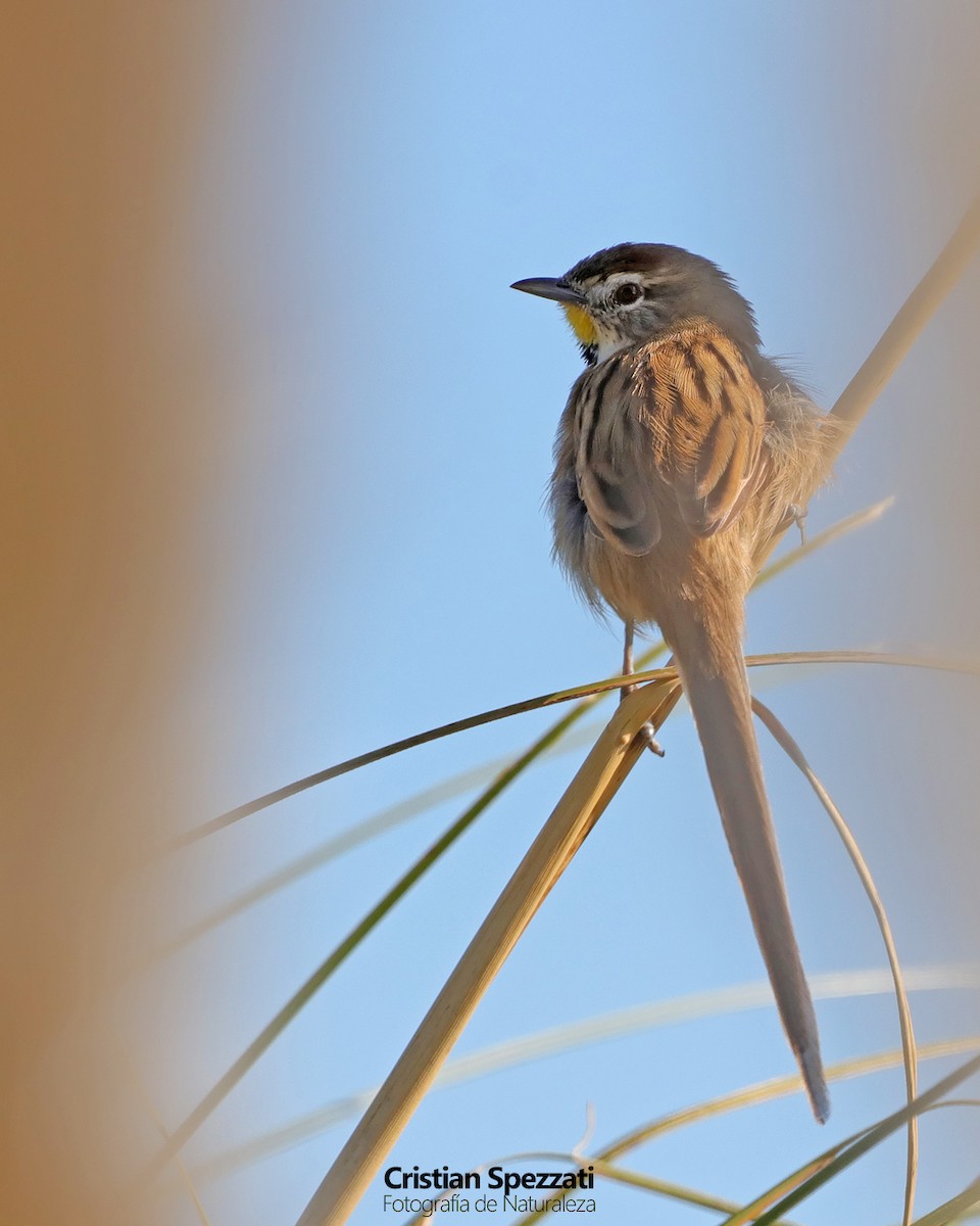 Chotoy Spinetail - ML633826818