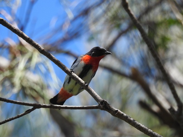 Mistletoebird - ML633827197