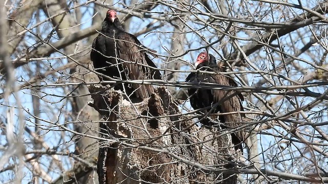 Turkey Vulture - ML633827231