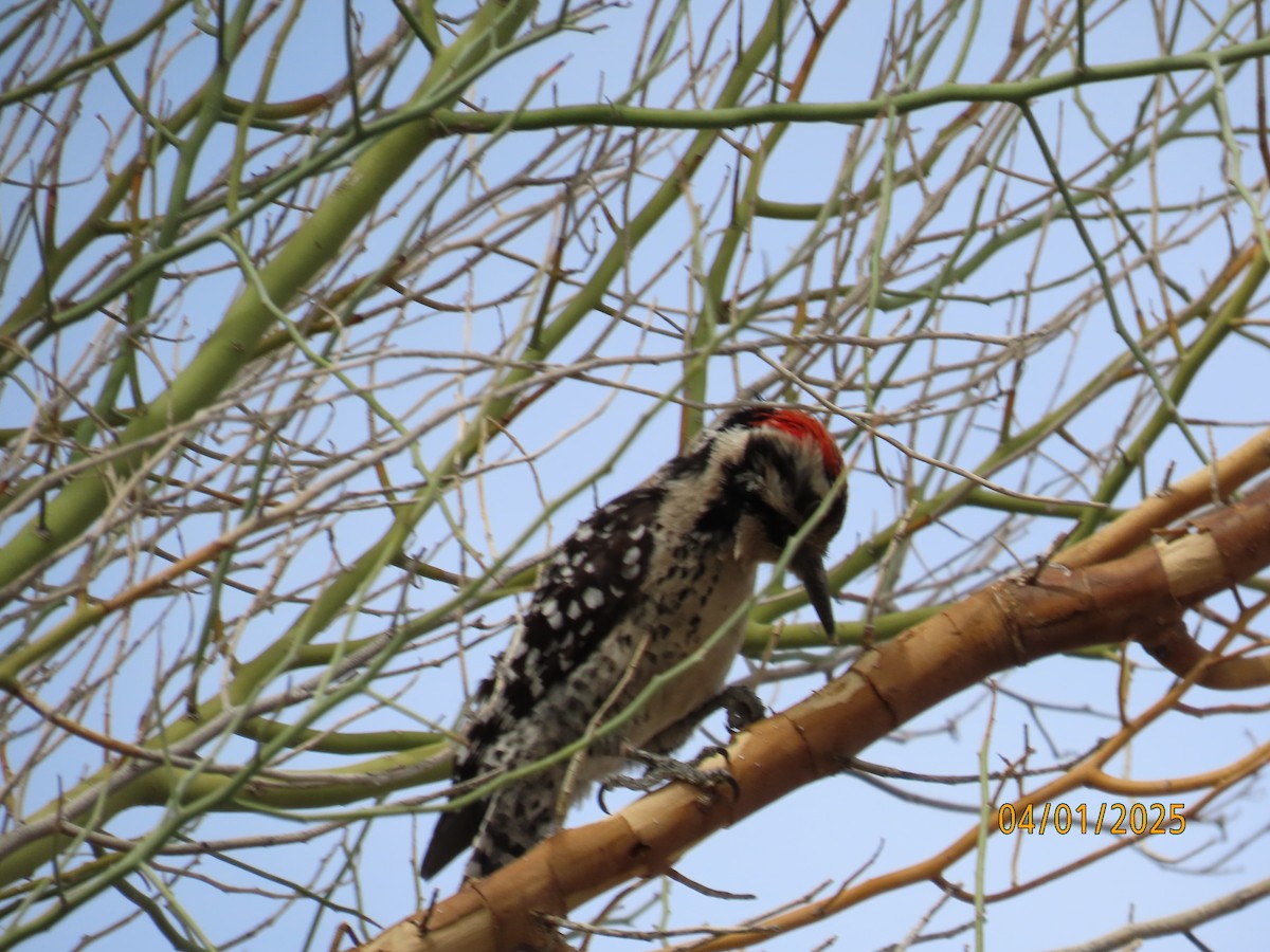 Ladder-backed Woodpecker - ML633827253