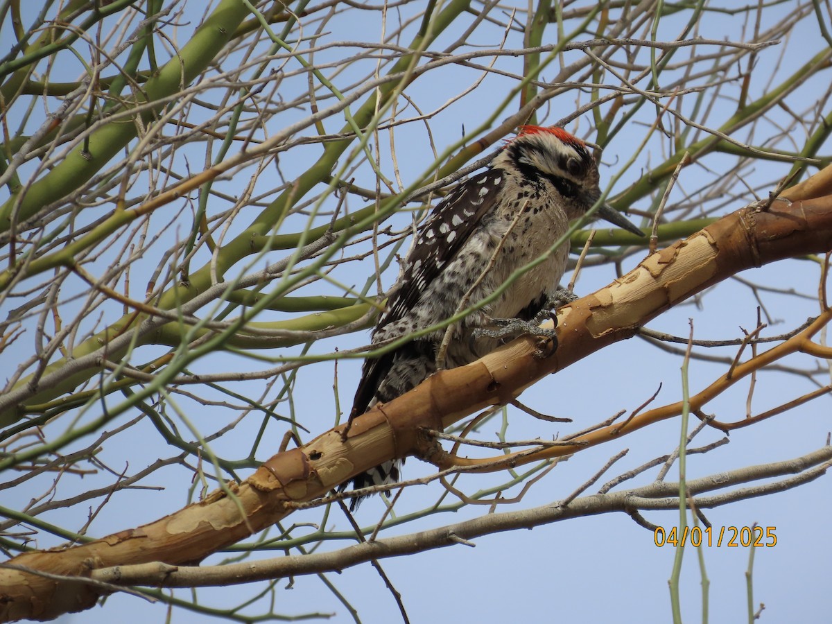 Ladder-backed Woodpecker - ML633827254