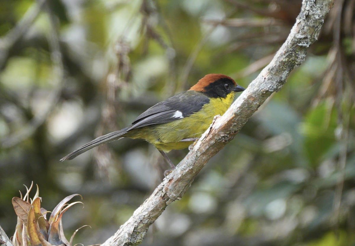 Yellow-breasted Brushfinch - ML633827443