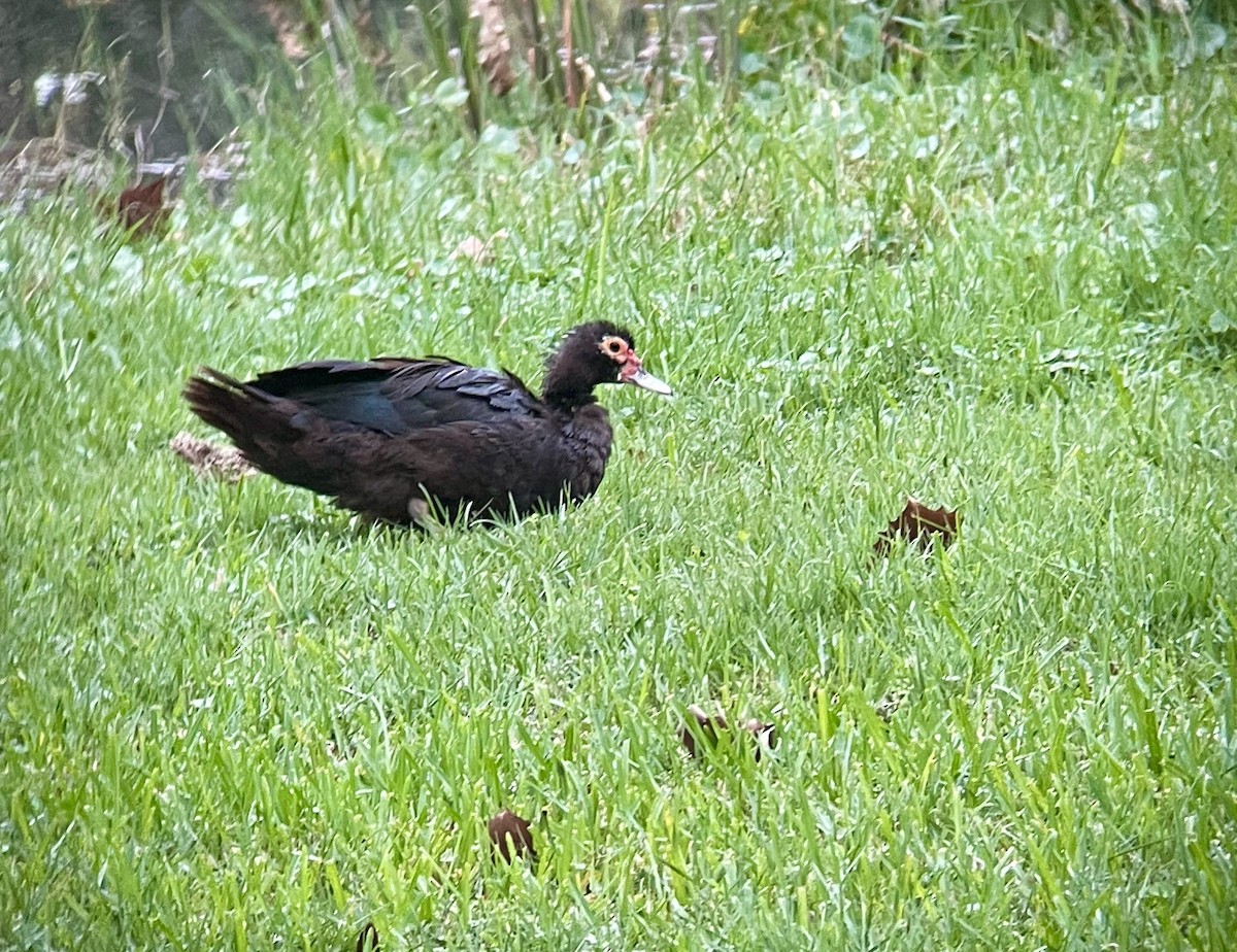 Muscovy Duck (Domestic type) - ML633827637