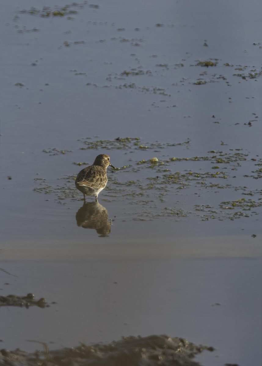 Least Sandpiper - ML633827648