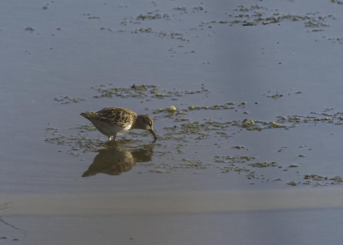 Least Sandpiper - ML633827649