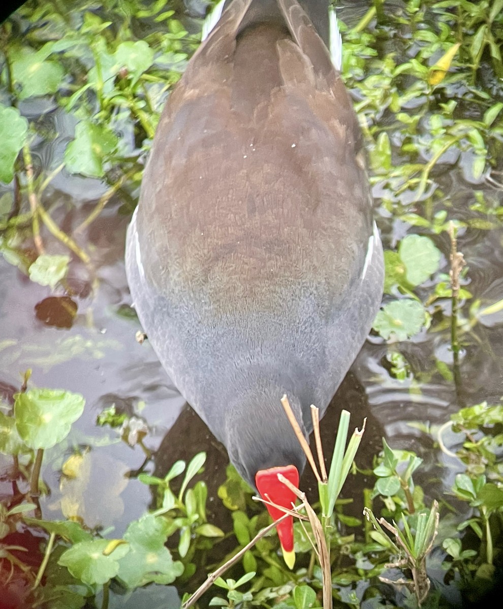 Common Gallinule - ML633827654