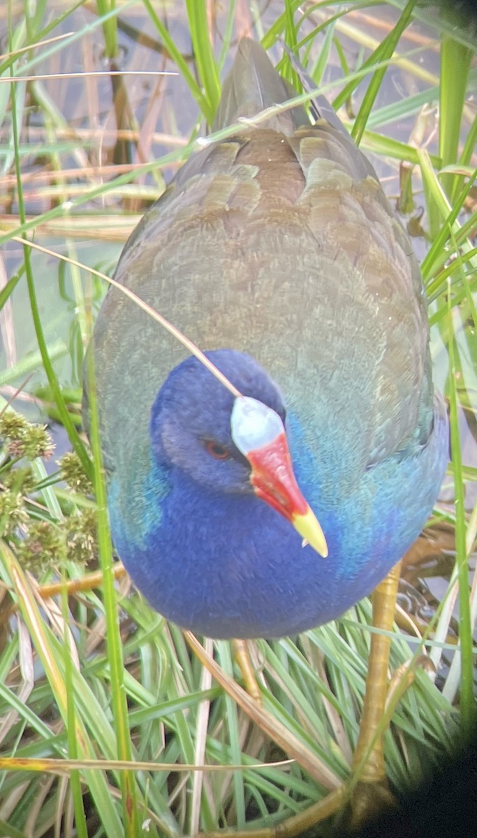 Purple Gallinule - ML633827681