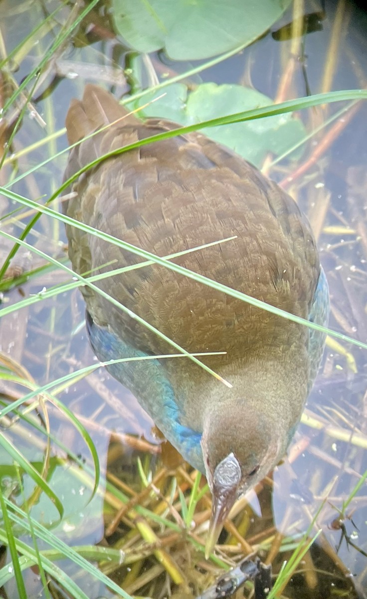Purple Gallinule - ML633827682