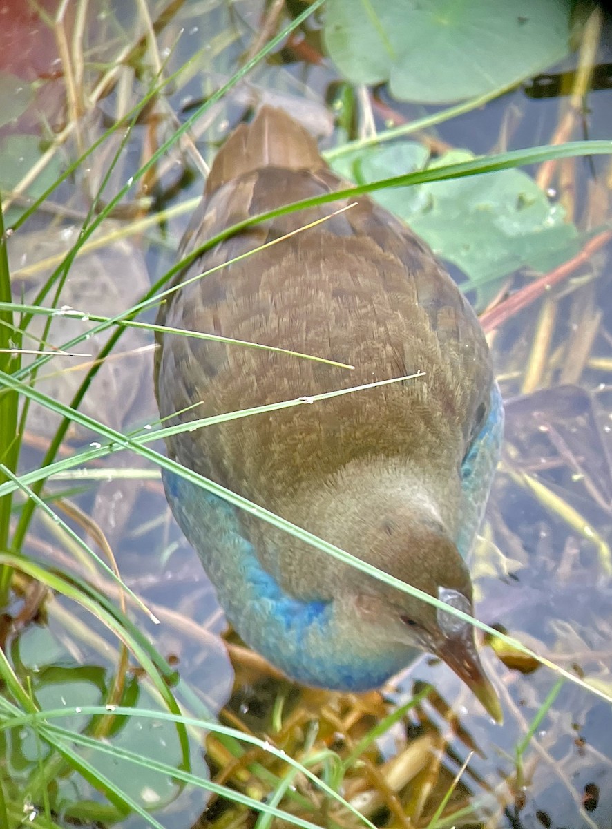 Purple Gallinule - ML633827683