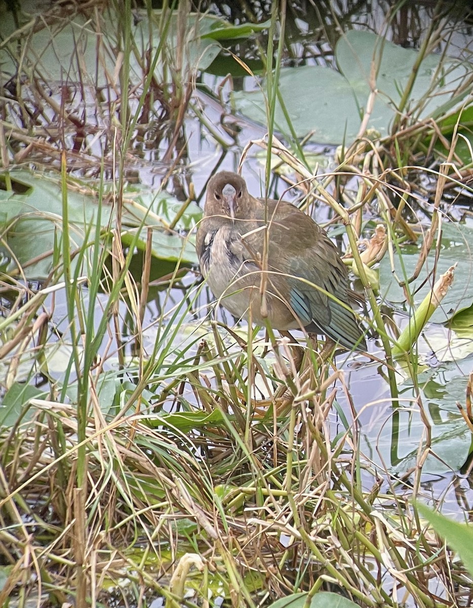 Purple Gallinule - ML633827685