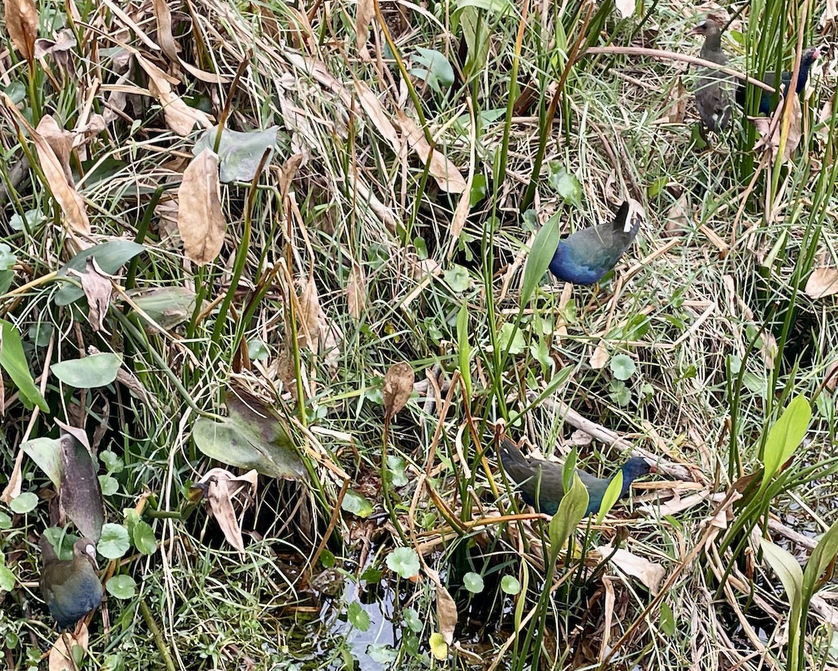 Purple Gallinule - ML633827686
