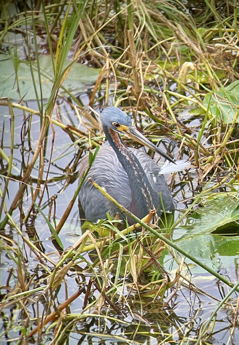 Tricolored Heron - ML633827694