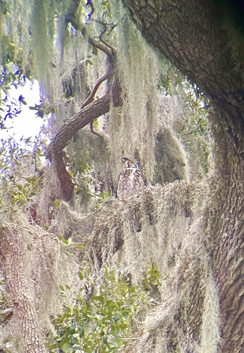 Great Horned Owl - ML633827706