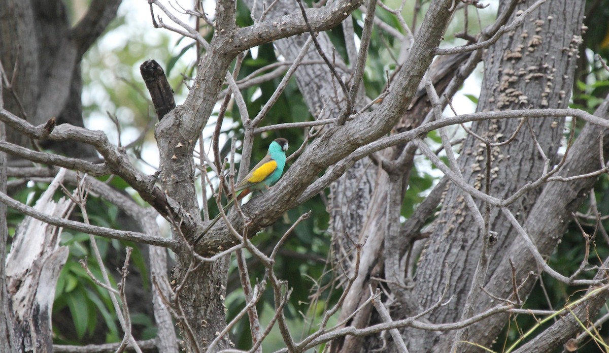 Hooded Parrot - ML633827756
