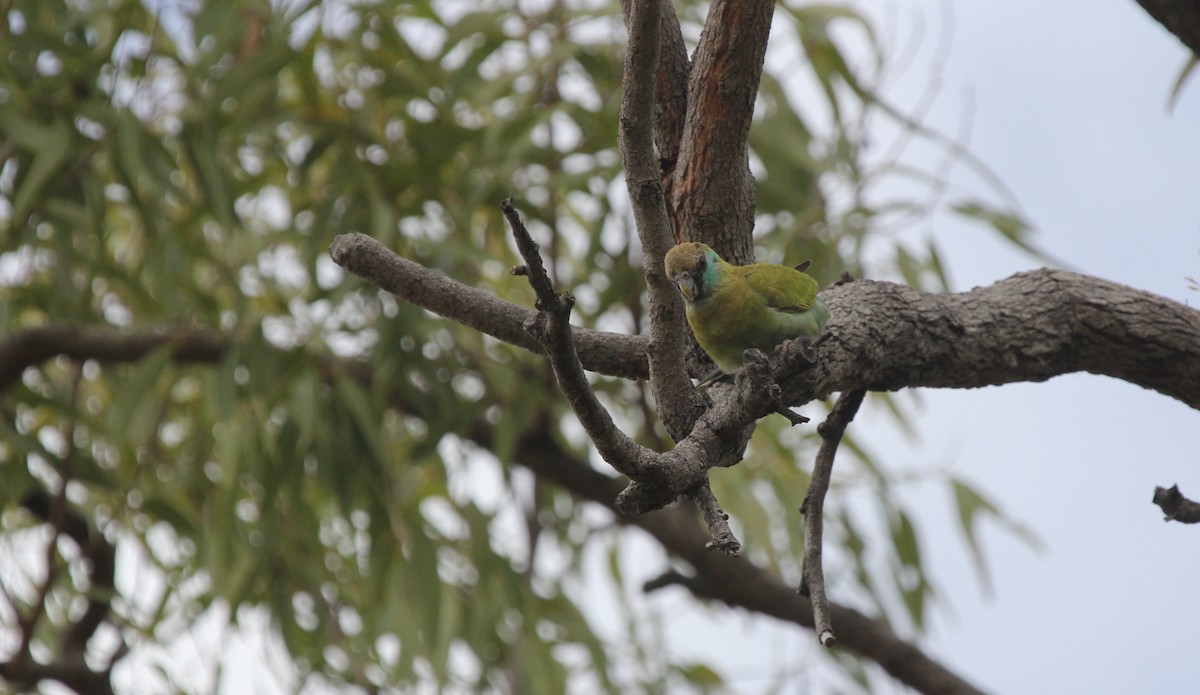 Hooded Parrot - ML633827757
