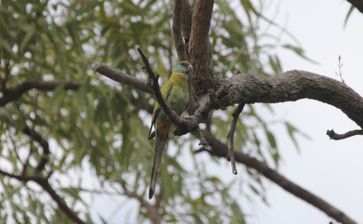 Hooded Parrot - ML633827758