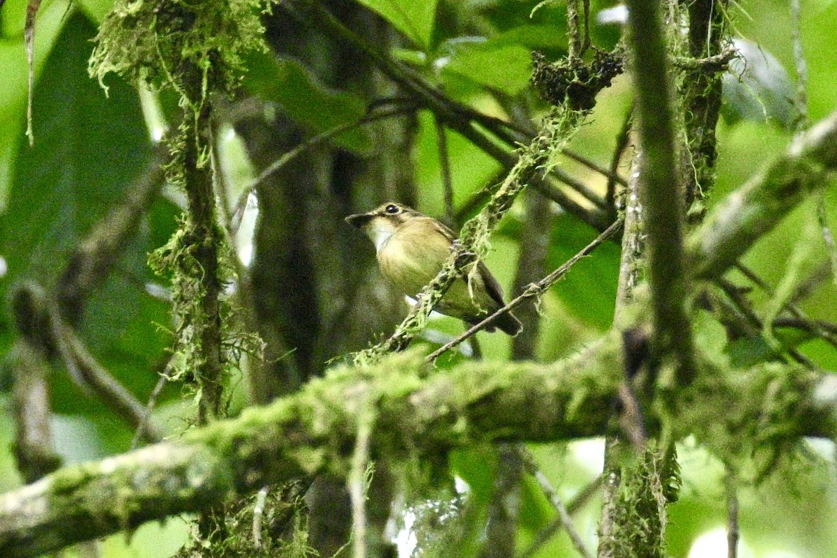 White-throated Spadebill - ML633827789