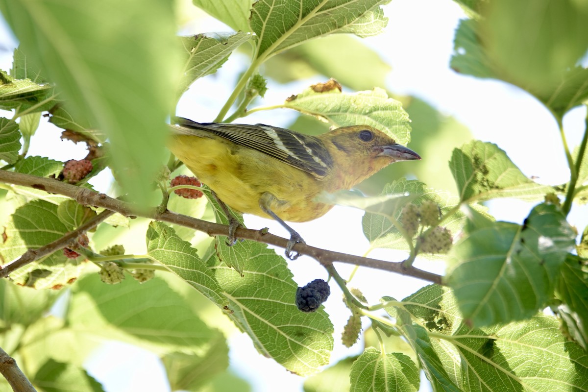 Flame-colored Tanager - ML633827817