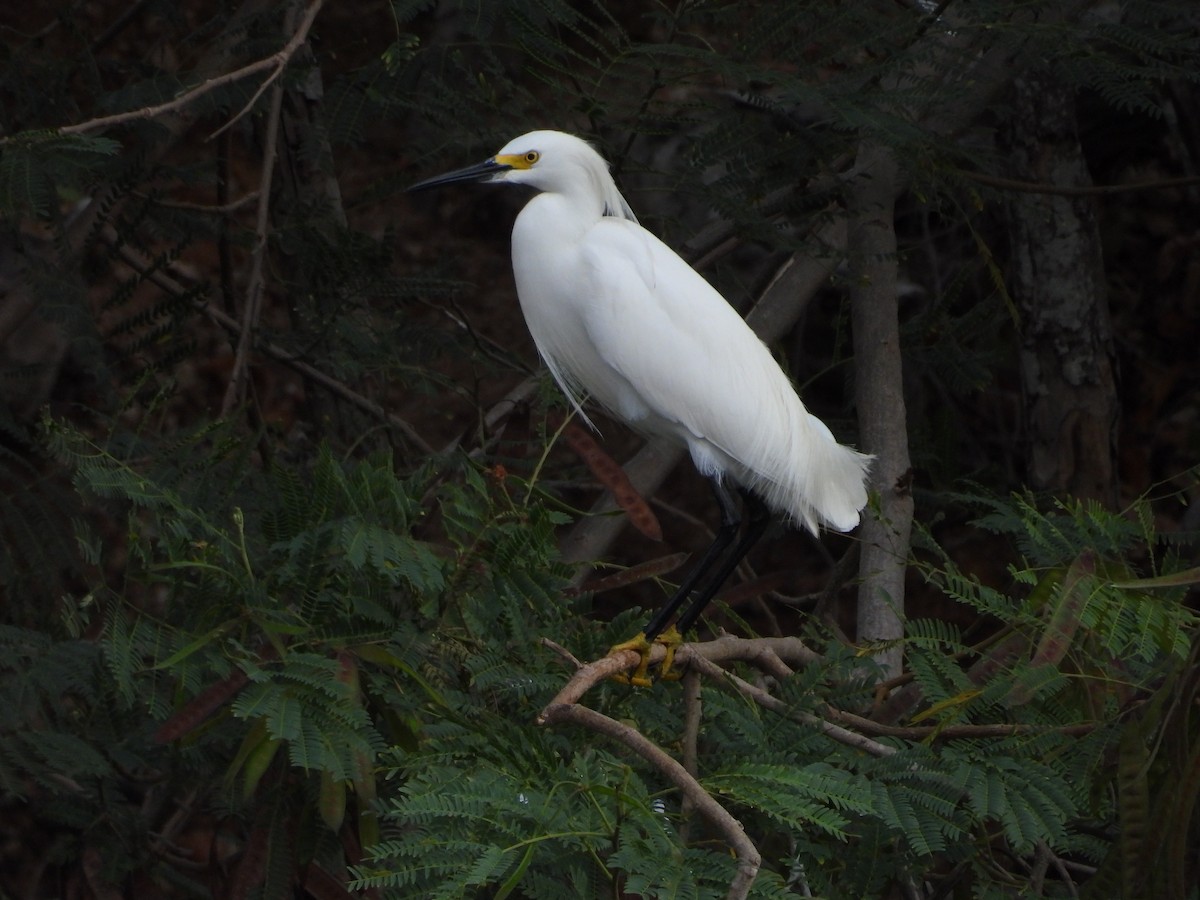 Snowy Egret - ML633827985