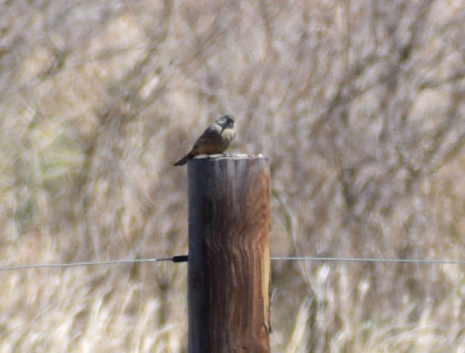 チャイロツキヒメハエトリ - ML633827996