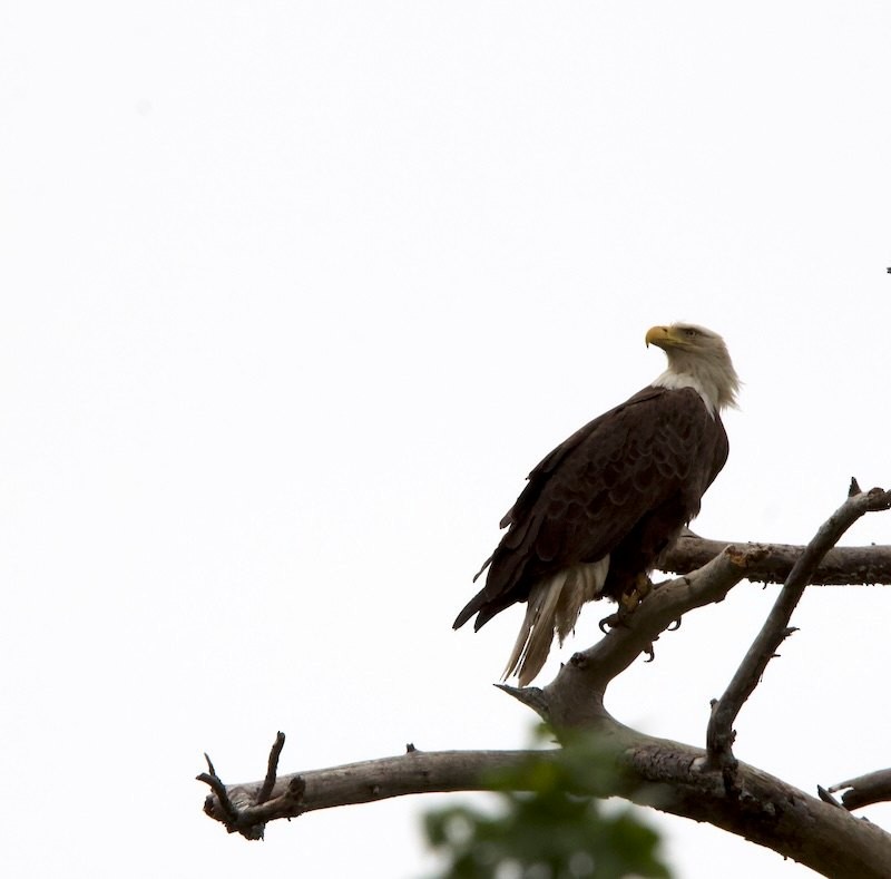 Bald Eagle - ML633828112
