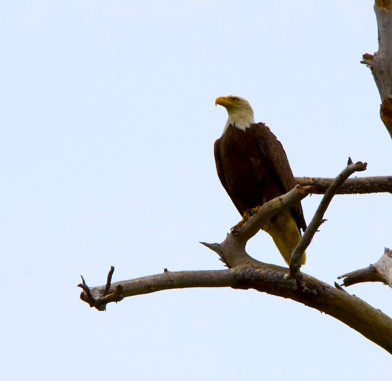 Bald Eagle - ML633828113