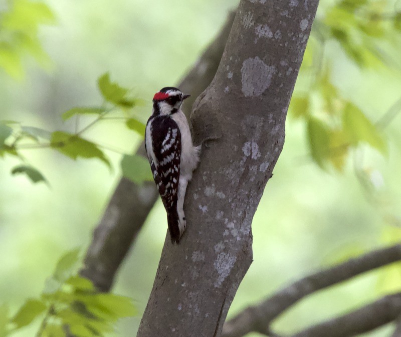 Downy Woodpecker - ML633828143