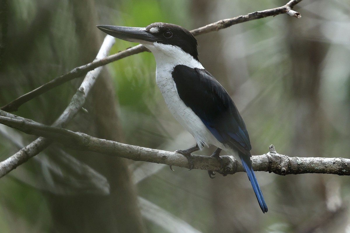 Torresian Kingfisher - ML633828237