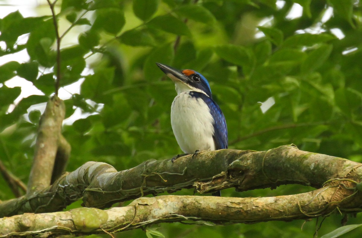 Rufous-lored Kingfisher - ML633828433