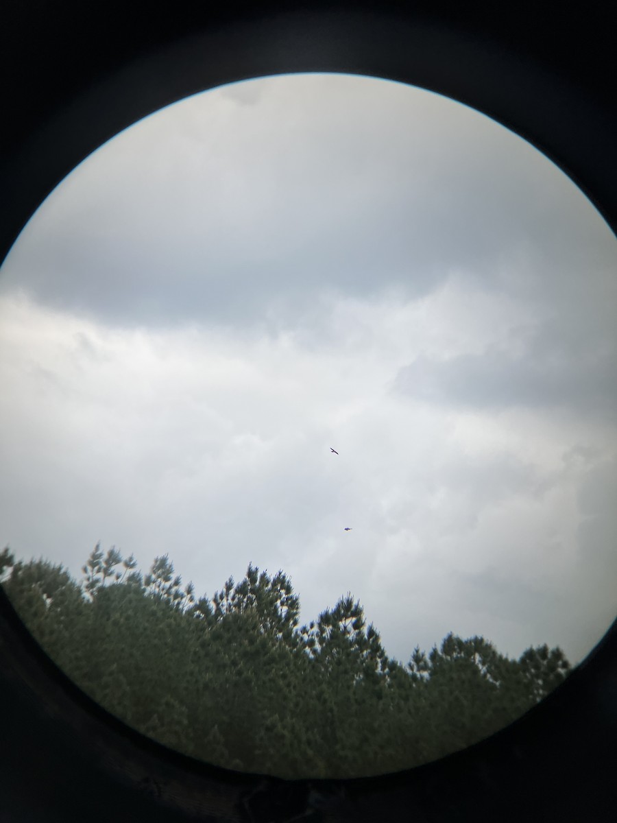 American Kestrel - ML633828471