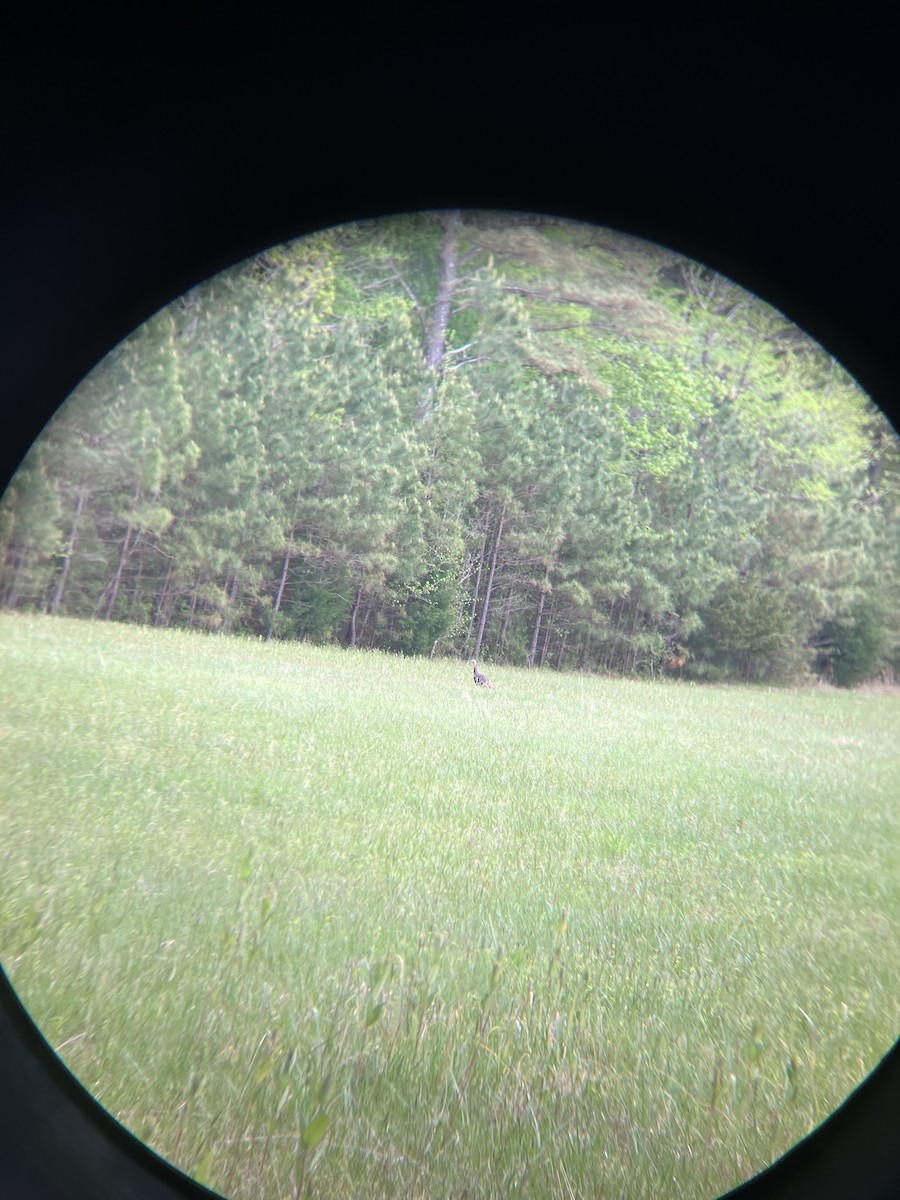 Wild Turkey - ML633828492