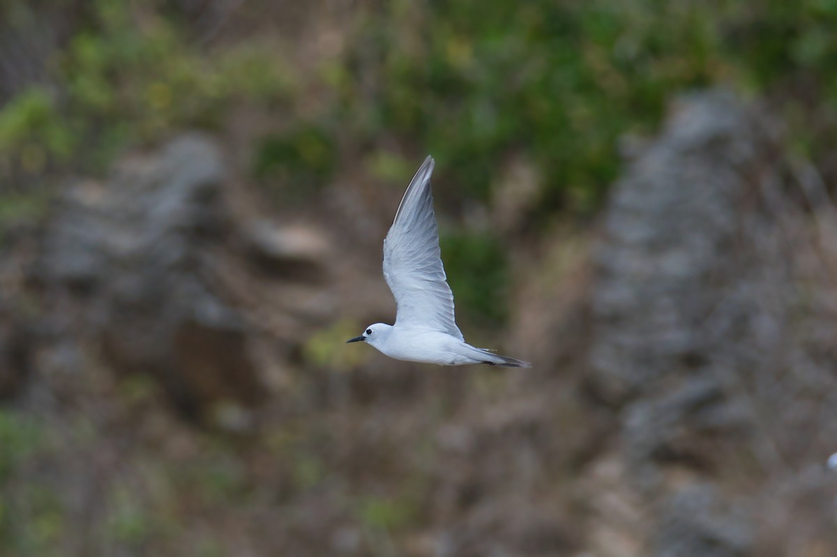 Gray Noddy - ML633828521