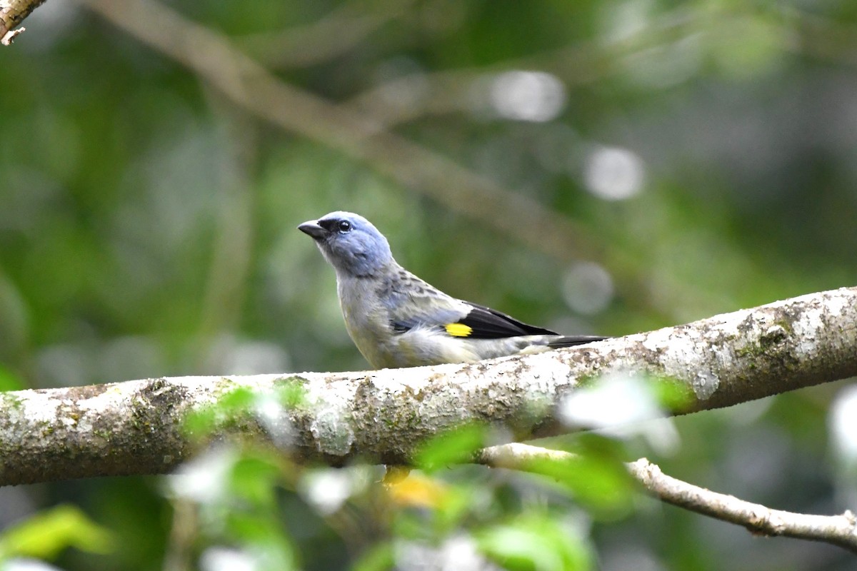 Yellow-winged Tanager - ML633828685