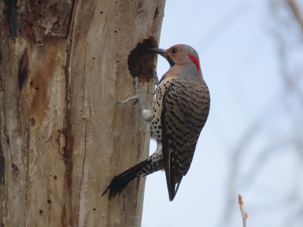 Northern Flicker - ML633828694