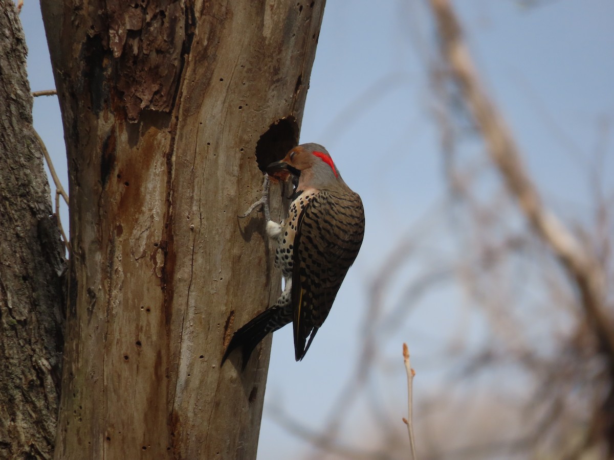 Northern Flicker - ML633828695