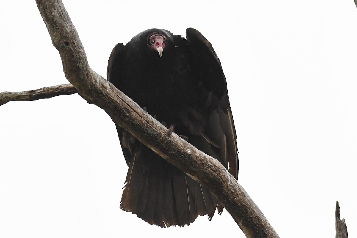 Turkey Vulture - ML633828787