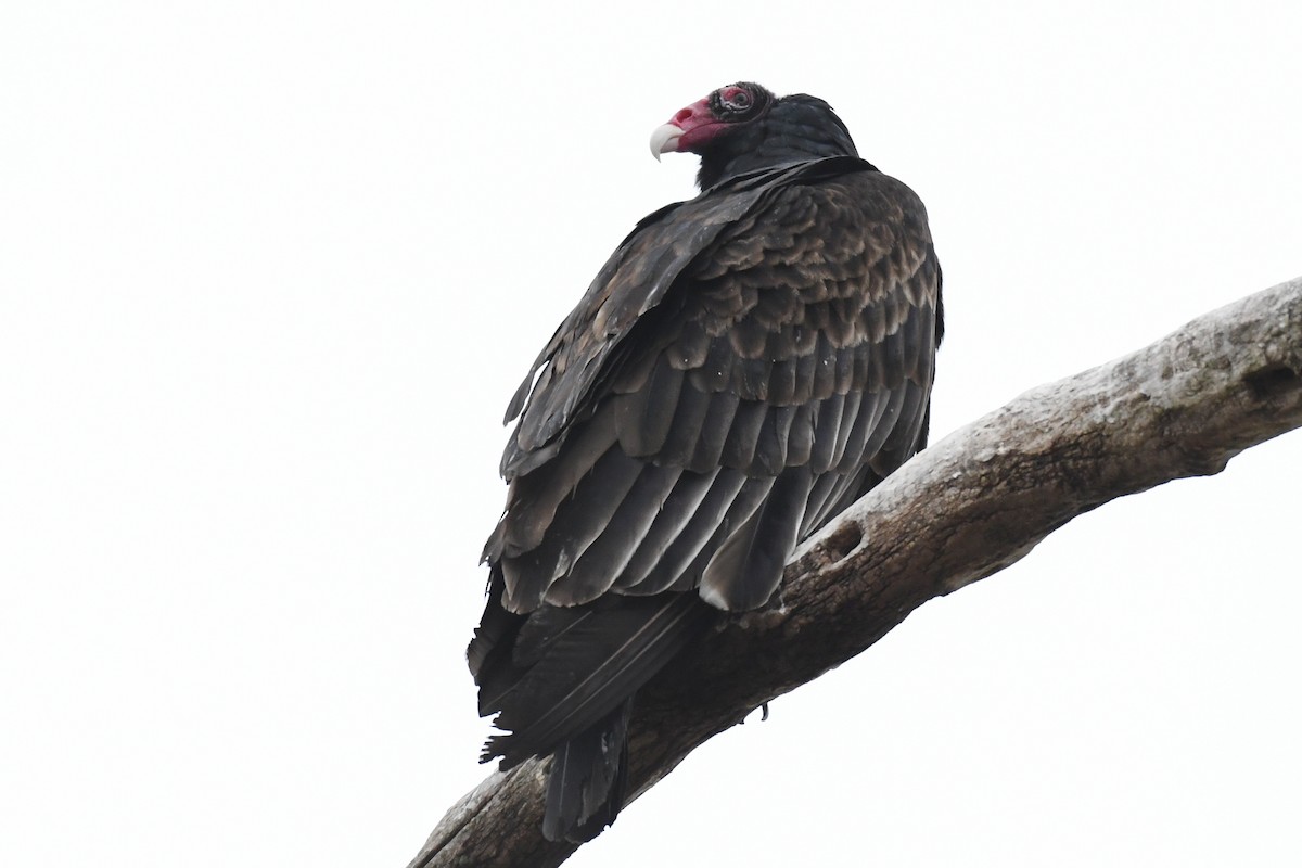 Turkey Vulture - ML633828788