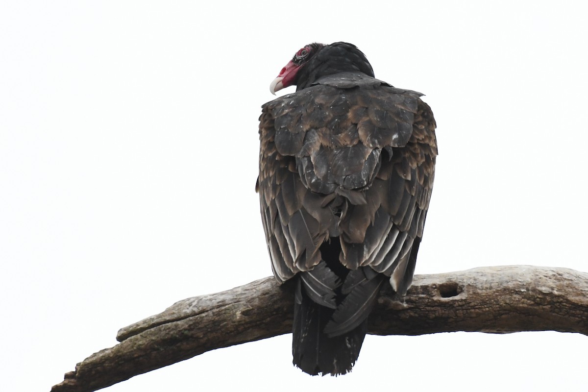 Turkey Vulture - ML633828789