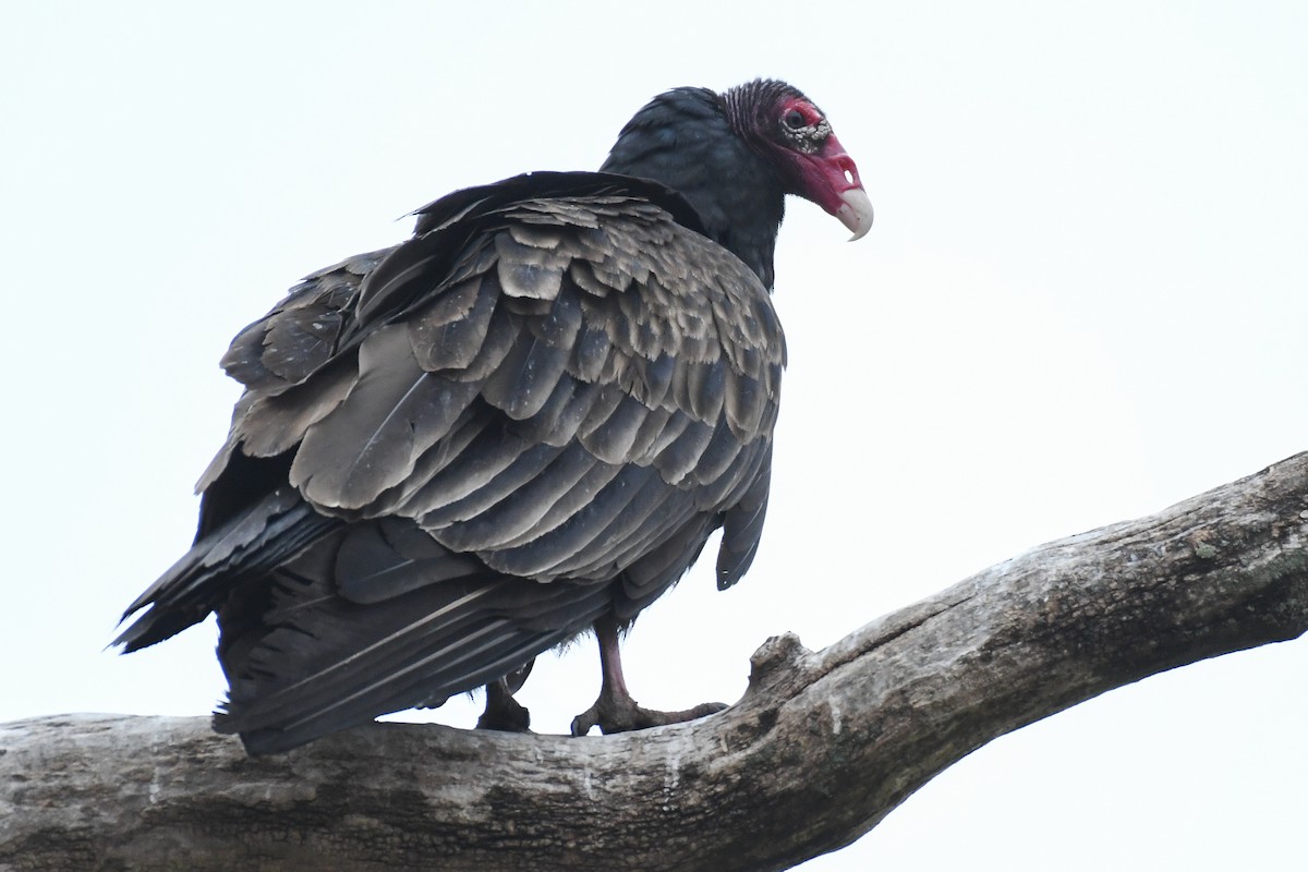 Turkey Vulture - ML633828790