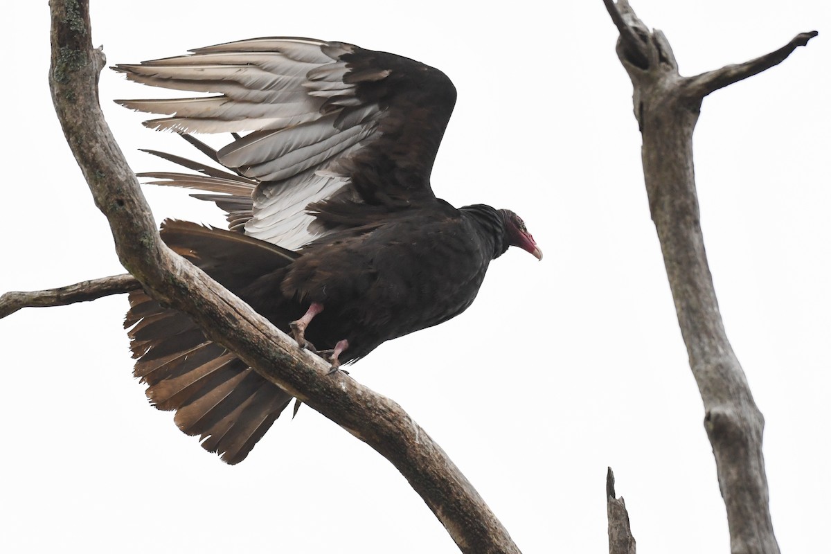 Turkey Vulture - ML633828791