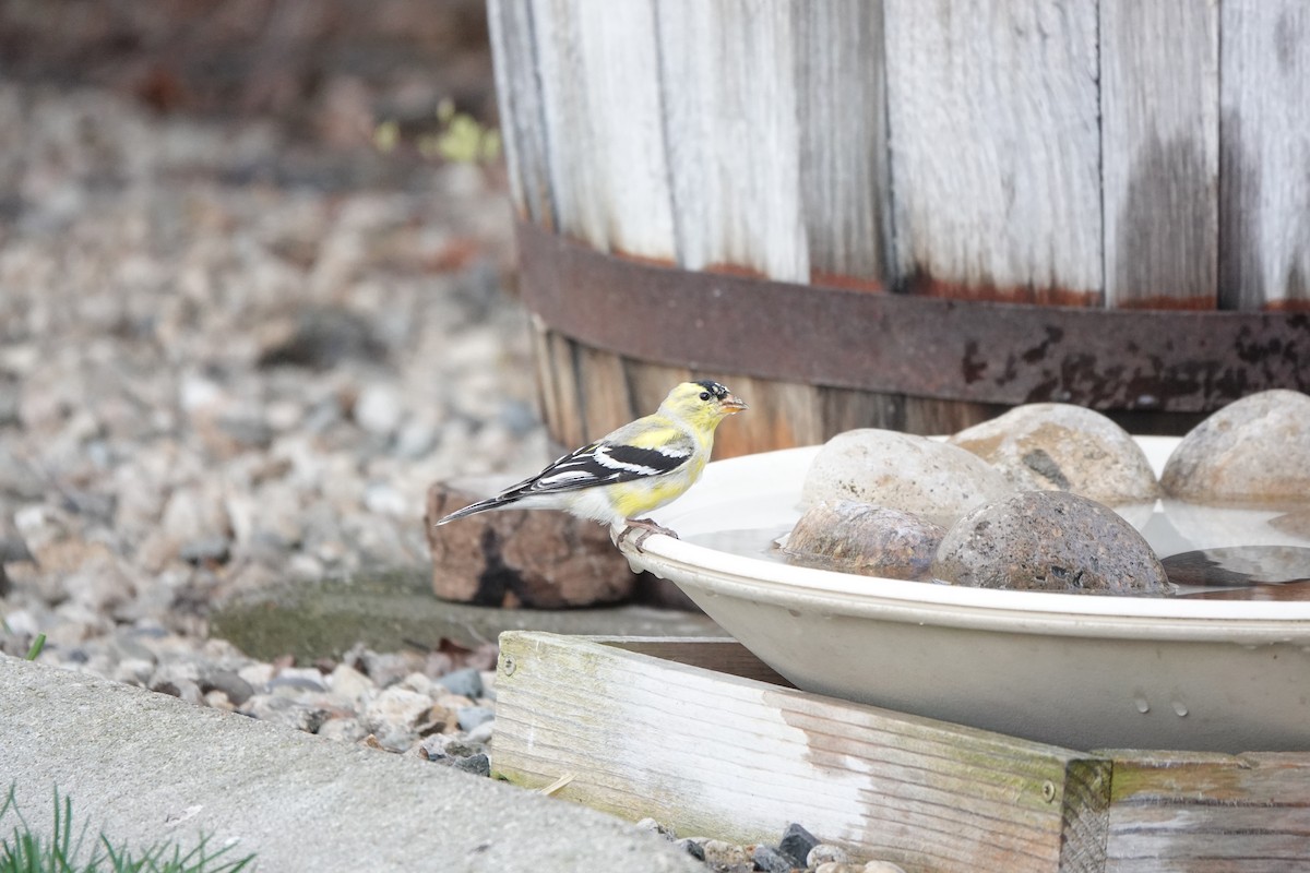 American Goldfinch - ML633829021