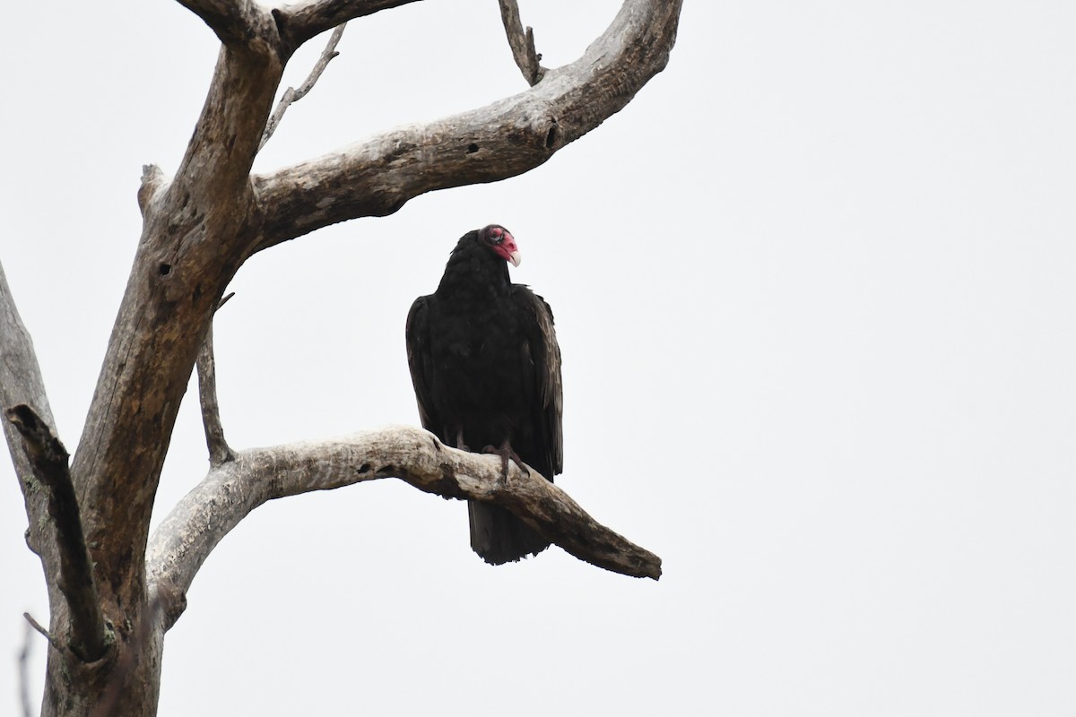 Turkey Vulture - ML633829072