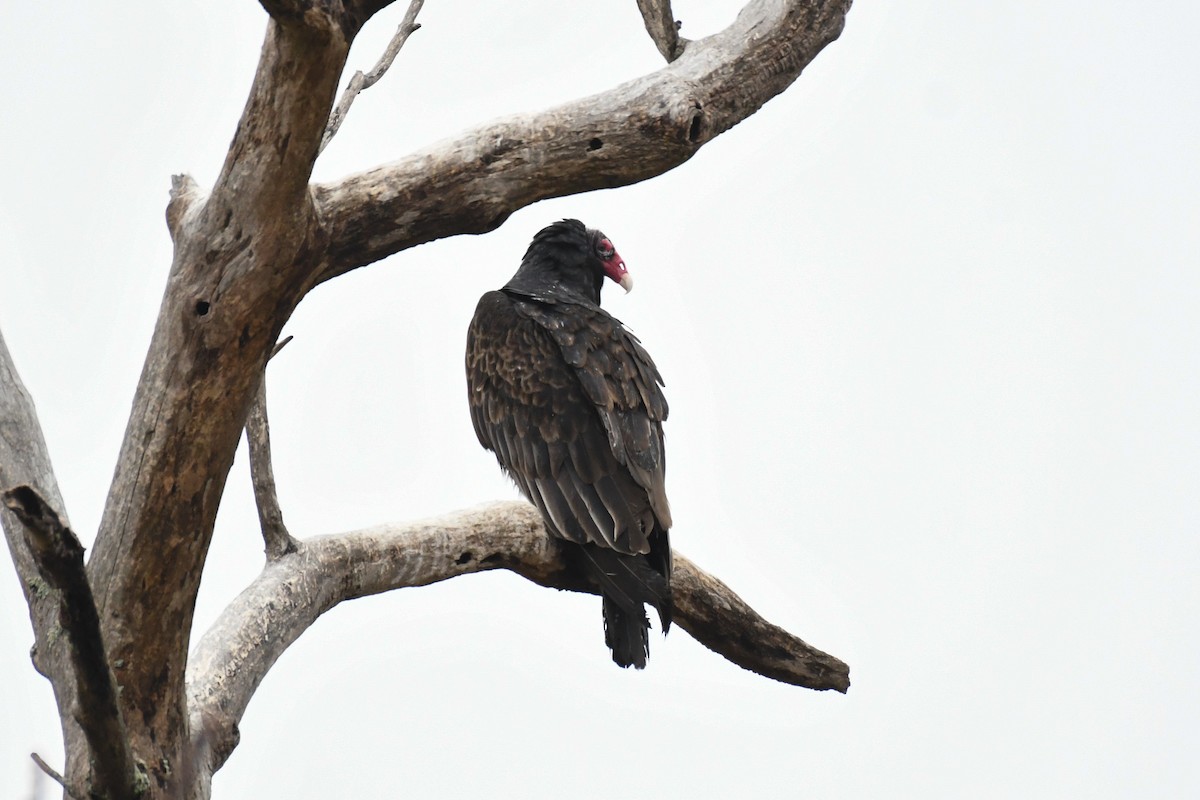 Turkey Vulture - ML633829073